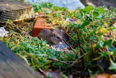 High angle view of mouse on plant