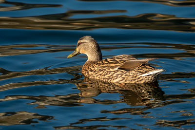 Duck swimming in lake