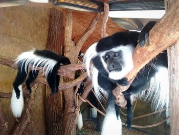 Portrait of sheep in zoo