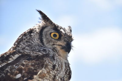 Close-up portrait of owl against sky