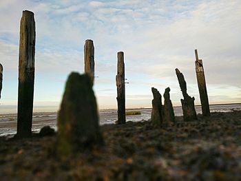 Close-up of cactus on wooden post at beach against sky