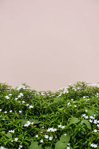 Low angle view of flowering plants against clear sky