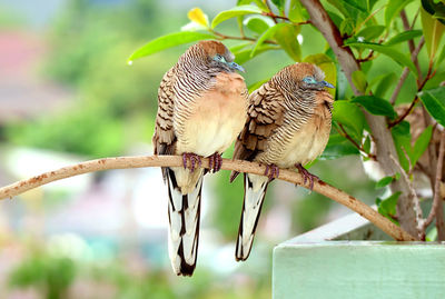 Closeup of wild zebra dove coupe napping on houseplant branch in the light rain