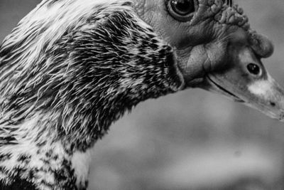 Close-up of owl