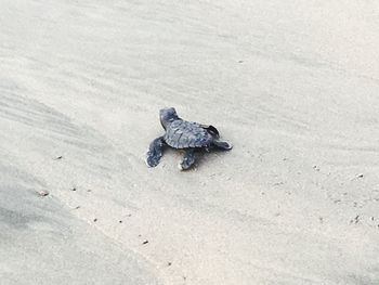 High angle view of crab on sand at beach