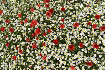 Full frame shot of red flowering plants
