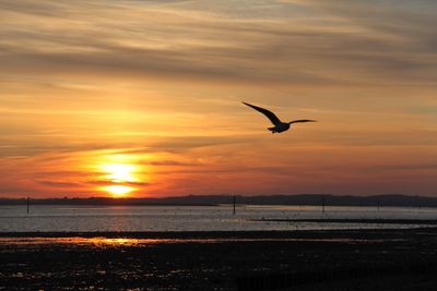 Bird flying over sea against sky during sunset