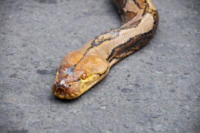 Close-up of snake on street