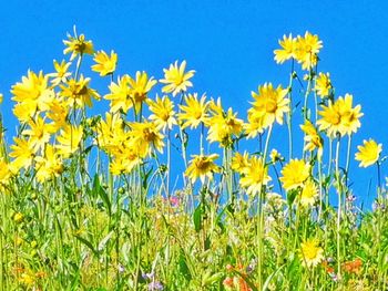 Plants growing on field against clear sky