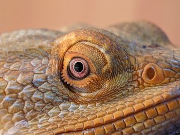 Closeup bearded dragons