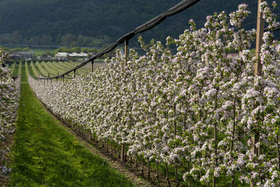 Blossoming apple orchard in the spring. flowering apple garden. fruit trees in the bloom.