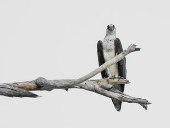 Low angle view of osprey perching on tree against clear sky