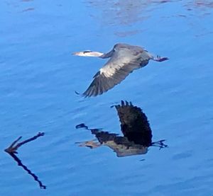 Seagulls flying over lake