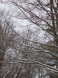 Low angle view of bare trees in forest during winter