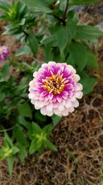 Close-up of pink flower