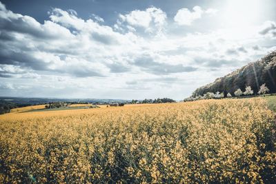 Scenic view of agricultural field against sky