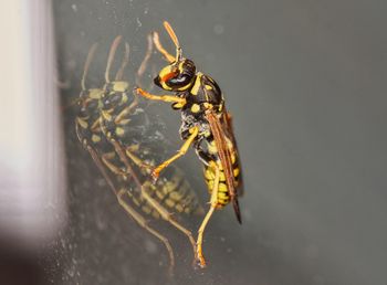 Close-up of spider