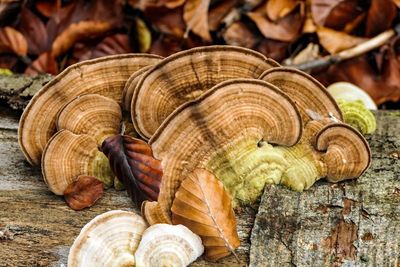 Close-up of snail on wood