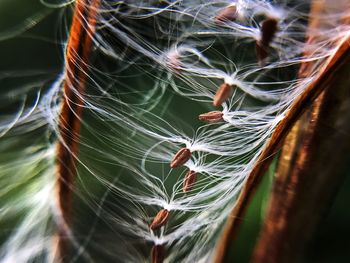 Close-up of plant