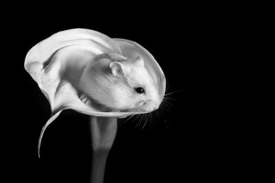 Close-up of small mouse on calla lily against black background