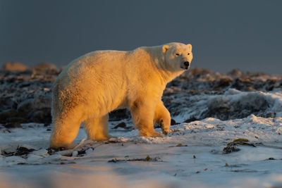 Male polar bear crosses tundra at sunset