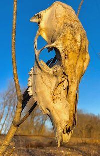 Low angle view of animal skull