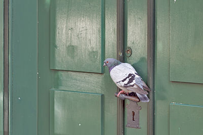 View of pigeon perching on closed door