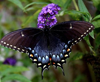 Close-up of butterfly on purple flower