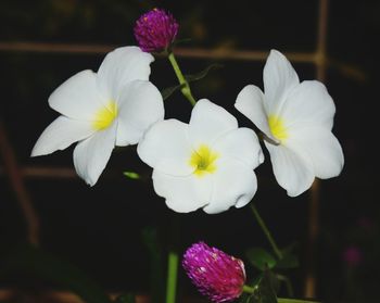 Close-up of white flowers blooming outdoors