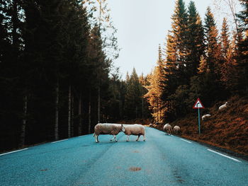 Horses on road by trees against sky