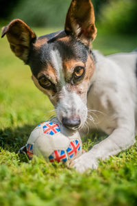 Jack russell terrier