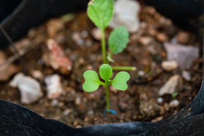 Close-up of small plant
