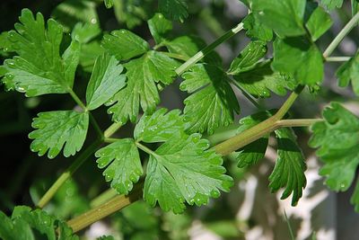 Close-up of raindrops on leaves