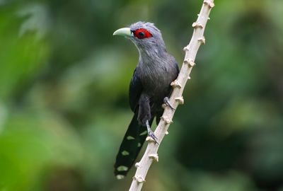 Close-up of bird perching on tree