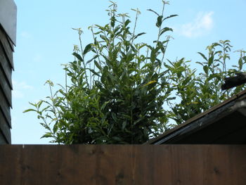 Low angle view of plants against sky