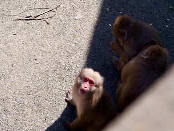 Close-up of monkey