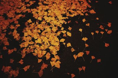 Close-up of maple leaves during autumn