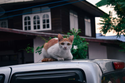 Cat looking through car window