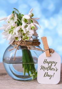 Close-up of white flowers on table