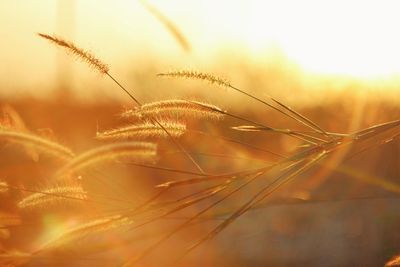 Close-up of stalks in field against sunset