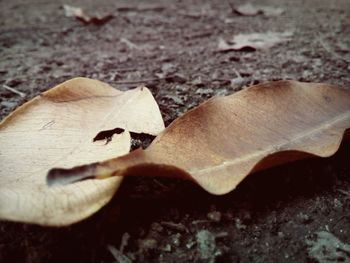 Close-up of dry leaves