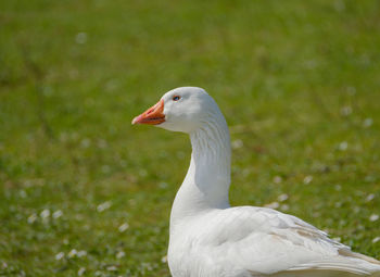 Close-up of white bird on field