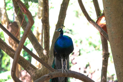 Bird perching on a tree