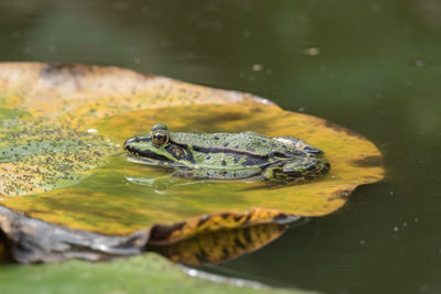 Close-up of frog in water