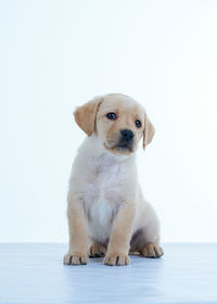 Portrait of puppy sitting against white background