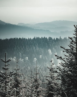 Scenic view of trees against sky during foggy weather