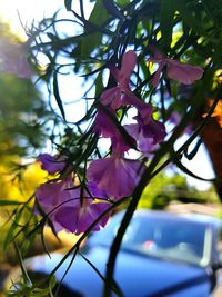 Close-up of purple flowering plant