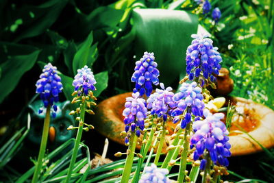 Close-up of purple flowers blooming