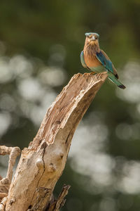 Close-up of bird perching on a tree