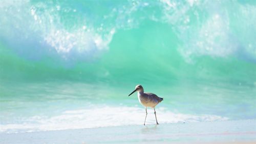 Bird perching on a beach